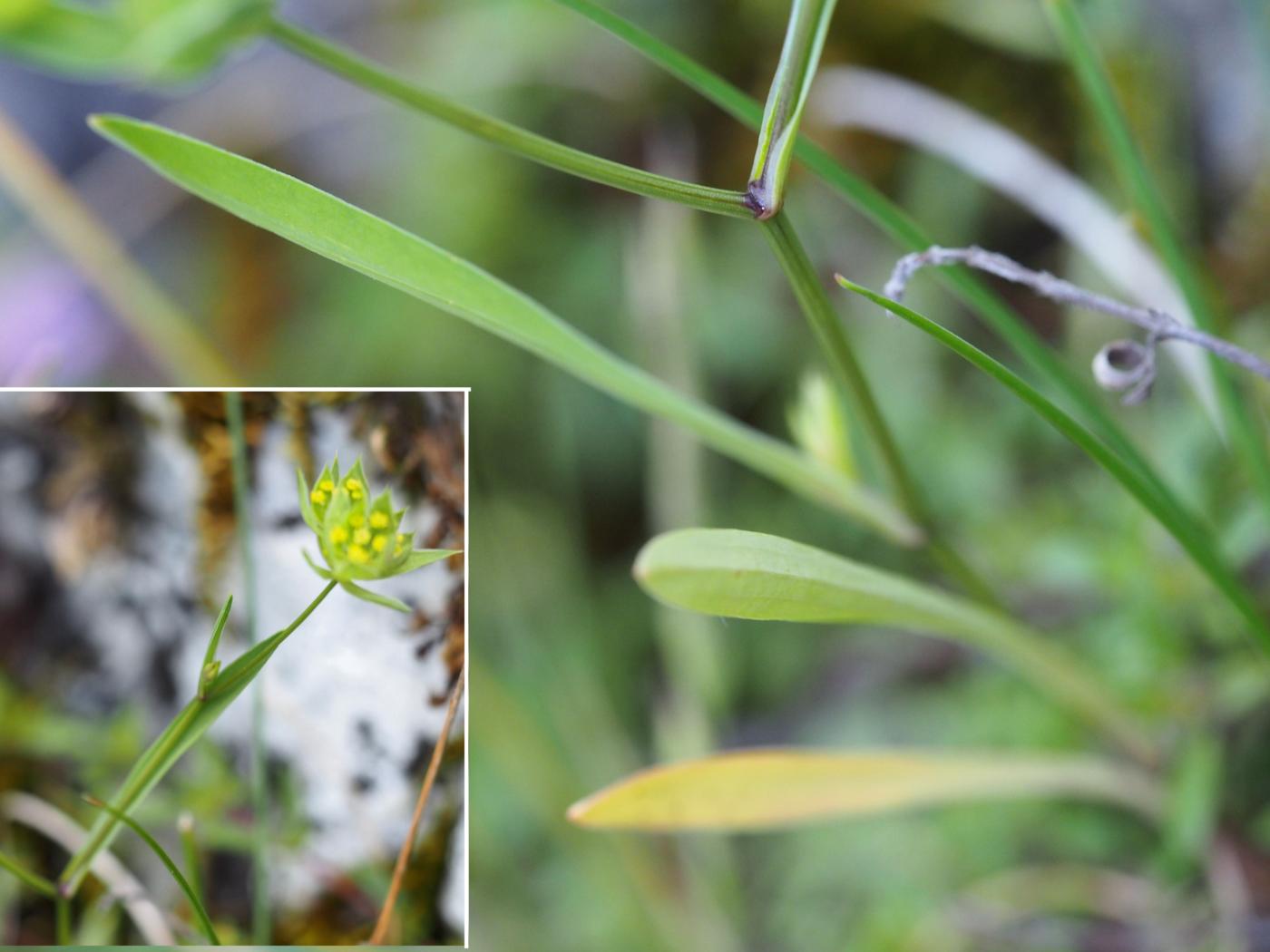 Hare's-Ear, Small leaf